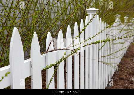 Au-delà de la croissance du feuillage de printemps picket fence Banque D'Images