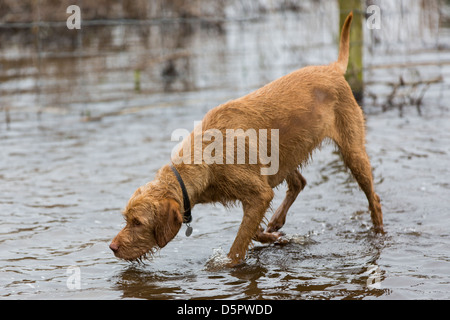 Korthals hongrois Vizsla devint en eau peu profonde. Banque D'Images