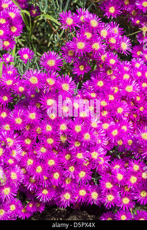 Fleurs colorées Midi Lampranthus Amoenus fleur au printemps. Banque D'Images