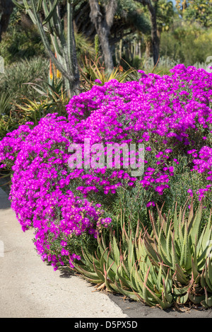 Fleurs colorées Midi Lampranthus Amoenus fleur au printemps. Banque D'Images