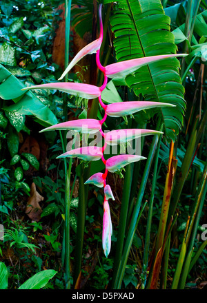 Belle fleur rose heliconia poussant dans la forêt tropicale. Thaïlande Banque D'Images