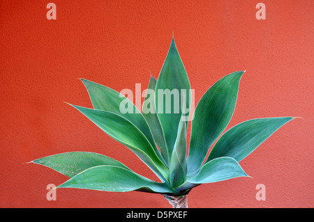 Belle Agave attenuata, sur l'île de Fuerteventura Banque D'Images