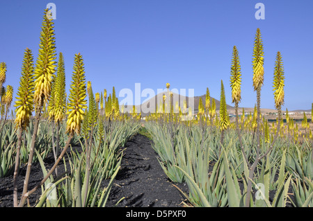 L'aloe vera plantation sur l'île de Fuerteventura vulcanis Banque D'Images