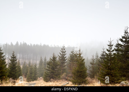 Forêt de conifères du brouillard, Harz Banque D'Images