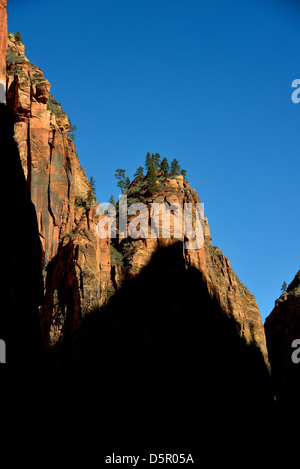 Shadow falls sur la falaise de grès rouge. Zion National Park, Utah, USA. Banque D'Images