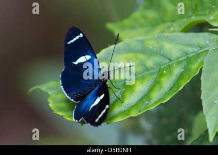 Papillon Bleu Nymphalid en forêt tropicale d'Amérique du Sud Banque D'Images