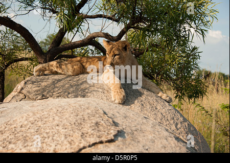 Lion cub lying on top of rock dans Antelope Park, Zimbabwe. Banque D'Images