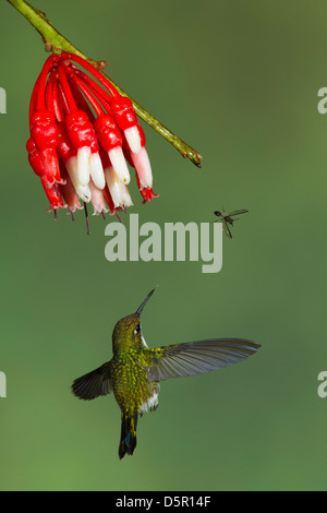 Femme démarré Racket-queue (Ocreatus underwoodii) vol en regardant une mouche voler à partir d'une guêpe (Ericacea Psammisia sp.) Banque D'Images