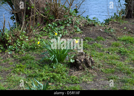 Les jonquilles sauvages qui poussent sur la rive Banque D'Images