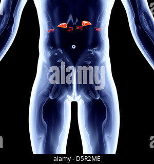 Andrenal les organes internes. Rendu 3D illustration anatomique. Banque D'Images