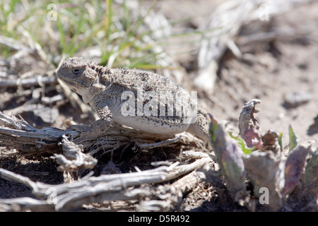 Crapaud cornu reposant sur l'armoise morte Banque D'Images