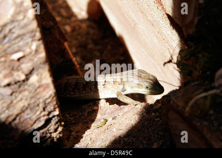 Lézard-alligator dans les logs Banque D'Images