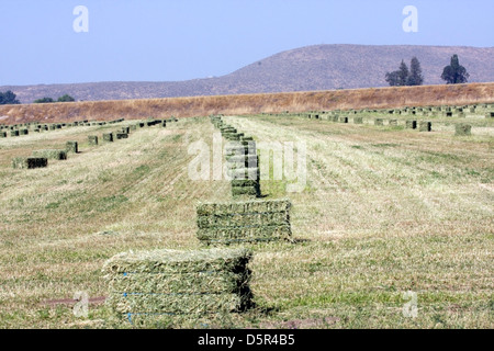 Bottes de foin dans une ligne dans un champ. Banque D'Images