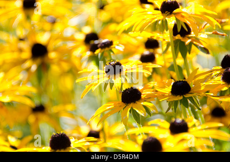 Un champ de Black-Eyed au Susans Jardin botanique de la côte du Maine à Boothbay Harbor, Maine, USA. Banque D'Images