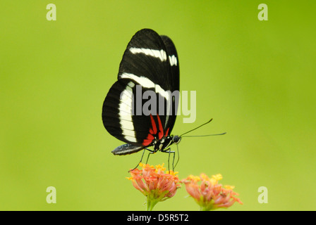 Hewitson's Longwing (Heliconius hewitsoni) à se nourrir dans la forêt tropicale du Costa Rica Banque D'Images