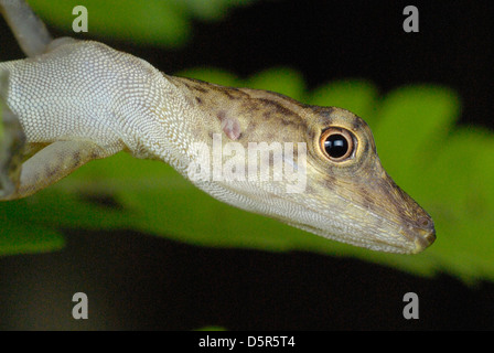 De nombreux-scaled Anole (Norops polylepis) au Costa Rica Rainforest Banque D'Images