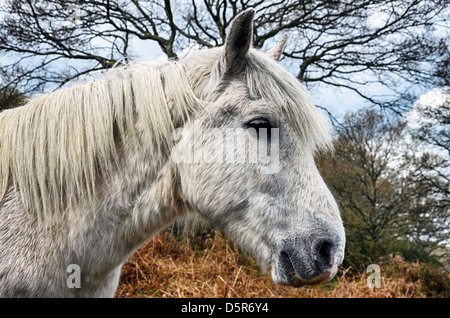 Un poney étalon blanc dans le parc national New Forest dans le Hampshire Banque D'Images