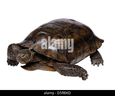 Tortue Reptile isolated on white Banque D'Images