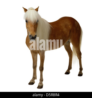 L'isolated on white Banque D'Images