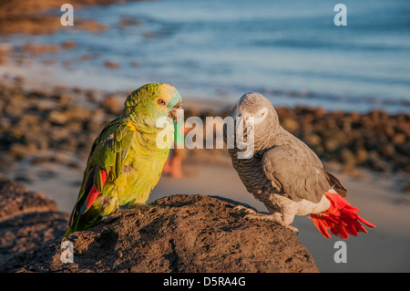 Les perroquets colorés perché sur un rocher au bord de la mer Banque D'Images