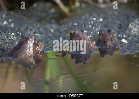 Un groupe de grenouilles sur l'accouplement entre spawn, grenouille dans un étang de jardin dans le village de Cheshire. Hespérie Banque D'Images