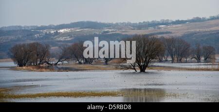 Ce qu'on appelle le Polderwiesen meadows sont inondés au parc national Unteres Odertal près de Criewen, Allemagne, le 08 avril 2013. Comme chaque année au printemps, les prés sont couverts dans l'eau. Photo : Patrick Pleul Banque D'Images