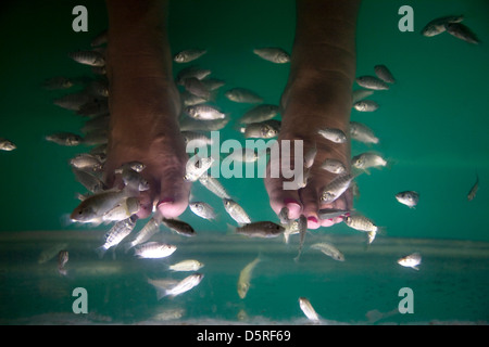 Traitement du poisson Banque D'Images