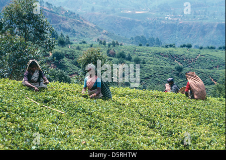 Les femmes tamoules plumaison plateau sur un grand highland estate. Nuwara Eliya, Sri Lanka Banque D'Images