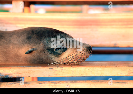 Lion de mer juvéniles farniente sur les sièges en bois à Puerto Baquerizo Moreno dans les îles Galapagos Banque D'Images