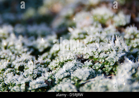 La lumière du soleil du matin paillettes sur la gelée blanche cristalline couvrant jardin le thym. Banque D'Images