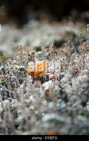 Soleil du matin s'allume une feuille tombée et le givre sur jardin le thym. Banque D'Images