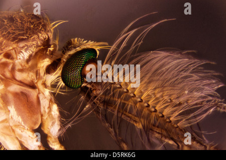 Photo d'une cécidomyie du micro Banque D'Images