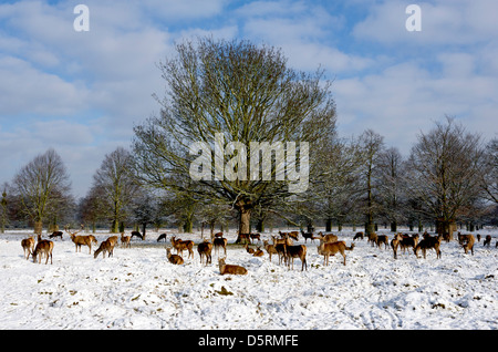 Hiver, Angleterre, Royaume-Uni - Un troupeau de cerfs rouges dans un Bushy Park enneigé à Londres Banque D'Images