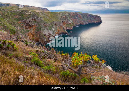 Les tournières entre Cavern et Point sur le port de Santa Cruz, avec le géant Coreopsis, Channel Islands National Park, Californie Banque D'Images