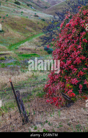 Bougainvilliers plantés près de la maison du ranch à Smugglers Cove sur l'île Santa Cruz à Channel Islands National Park, CA Banque D'Images