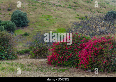 Bougainvilliers plantés près de la maison du ranch à Smugglers Cove sur l'île Santa Cruz à Channel Islands National Park, CA Banque D'Images