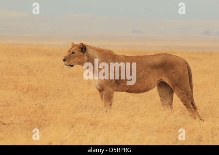 Lioness (Panthera leo) Debout regardant sur la plaine, le cratère du Ngorongoro, en Tanzanie Banque D'Images