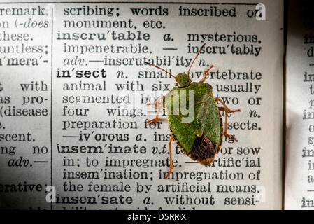 Un green shield bug ramper à travers la description de la parole, de l'insecte dans le dictionnaire Banque D'Images