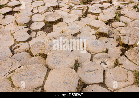 Les colonnes de basalte à la Giant's Causeway Banque D'Images