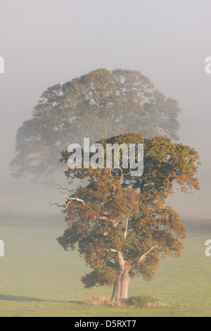 Arbres de chêne dans la brume matinale dans un champ près de Glastonbury Banque D'Images