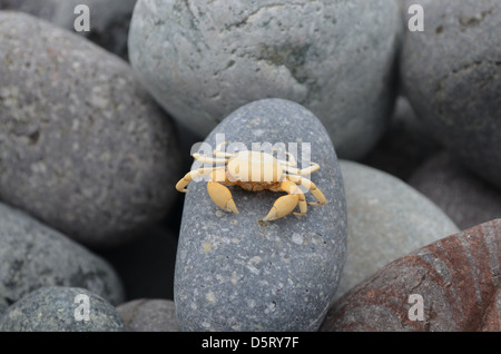 Petit crabe sur un caillou Banque D'Images