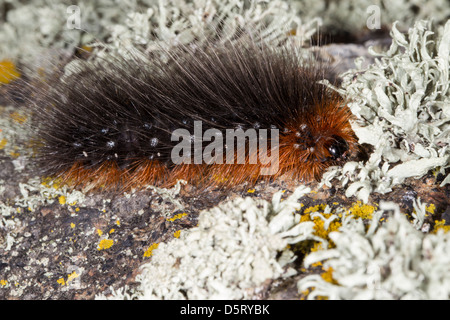 Arctia caja,Jardin Tiger Moth chenille sur un rocher d'une moulure de lichens Banque D'Images