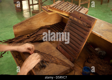 Cigare dans la fabrication à l'usine de cigares Joyas de Panama, village de la Pintada, province de Cocle, République du Panama, Amérique centrale. Banque D'Images