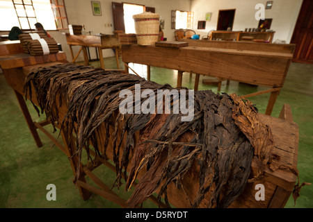 Plants de tabac prêts pour la production de cigares à l'usine de cigares Joyas de Panama dans le village de la Pintada, République du Panama, Amérique centrale. Banque D'Images