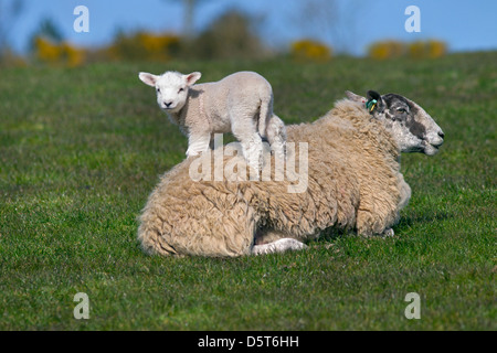 Agneau sautant sur la brebis de repos dans la prairie d'herbe Banque D'Images