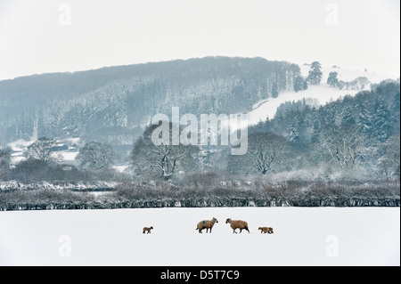 Moutons et agneaux dans un champ enneigé à Presteigne, au milieu du pays de Galles, au Royaume-Uni, pendant le printemps froid de 2013 Banque D'Images