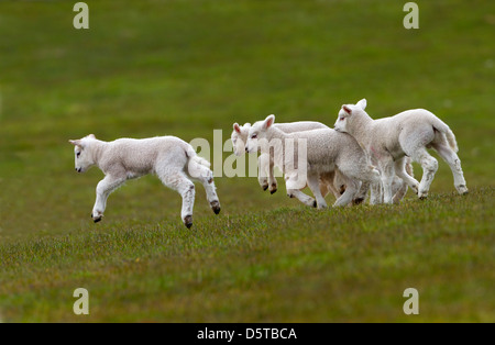 Groupe d'agneaux de printemps s'exécutant dans grass meadow Banque D'Images