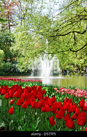 Tulipes colorées dans les jardins de Keukenhof. Banque D'Images