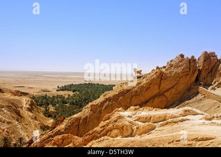 Sculpture de mouflon dans oasis de montagne Chebika, Tunisie. Banque D'Images