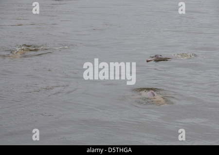 Brésil, Amazonas, rio Tapajos, Santarem. Amazon dolphin rose d'eau douce (Inia geoffrensis) : WILD, espèce en voie de disparition. Banque D'Images